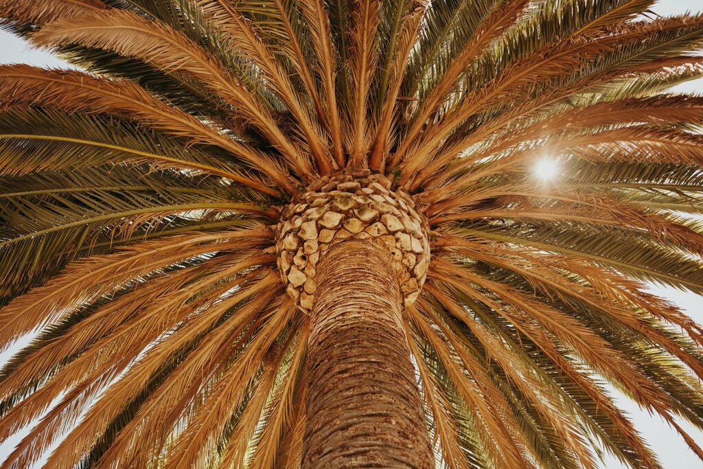 View looking up at a palm tree with the sun peeking through its fronds.