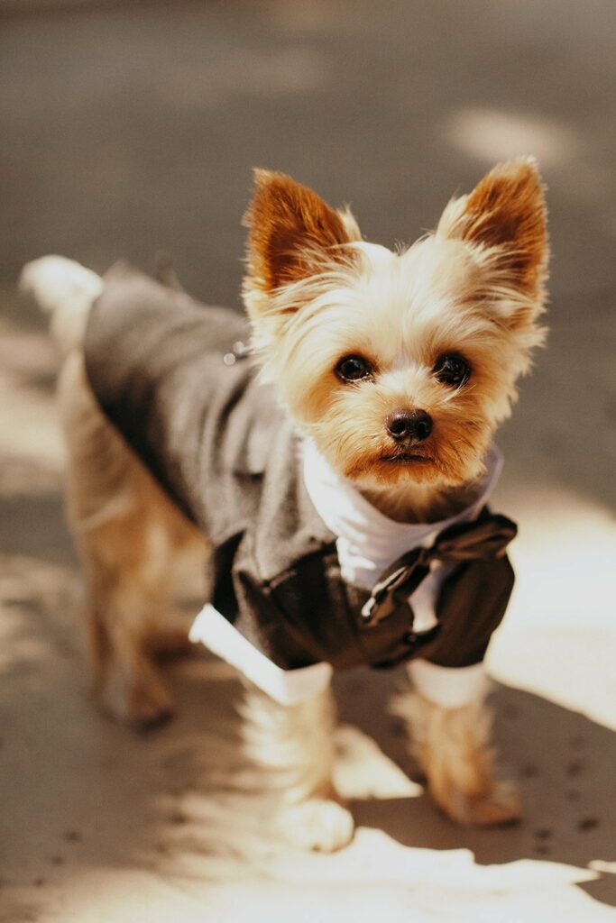 A small dog dressed in a black tuxedo jacket with a white shirt stands on a sunlit pavement.