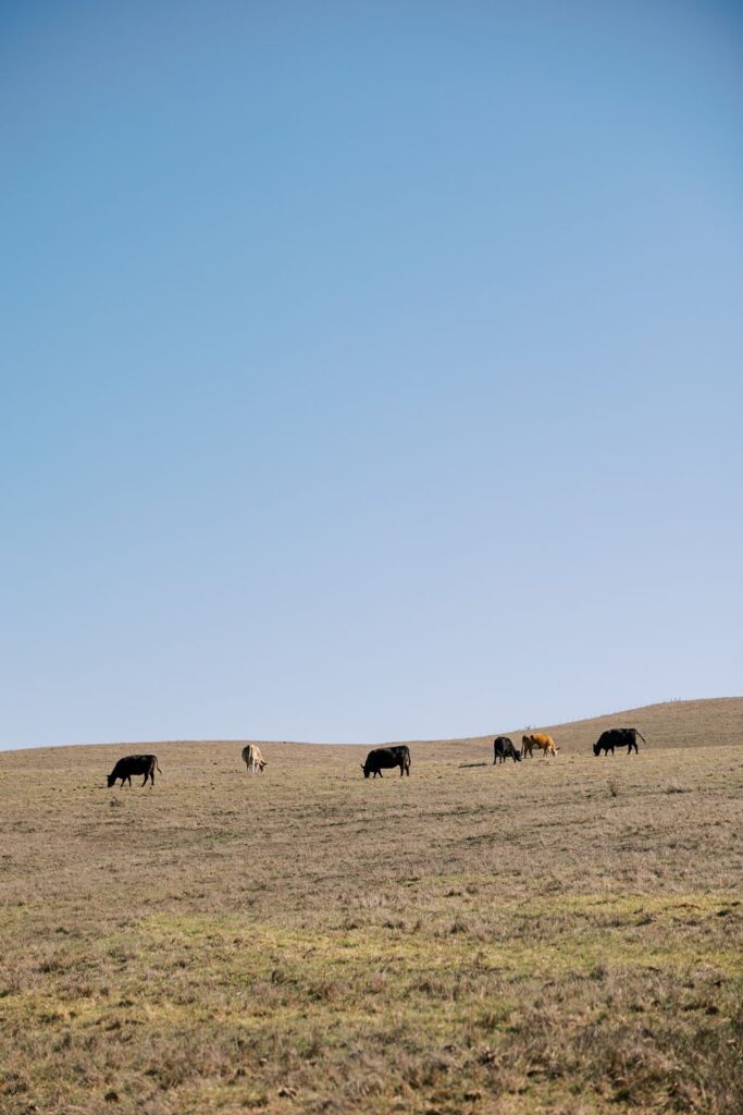 Cows grazing on a grassy hill under a clear blue sky.
