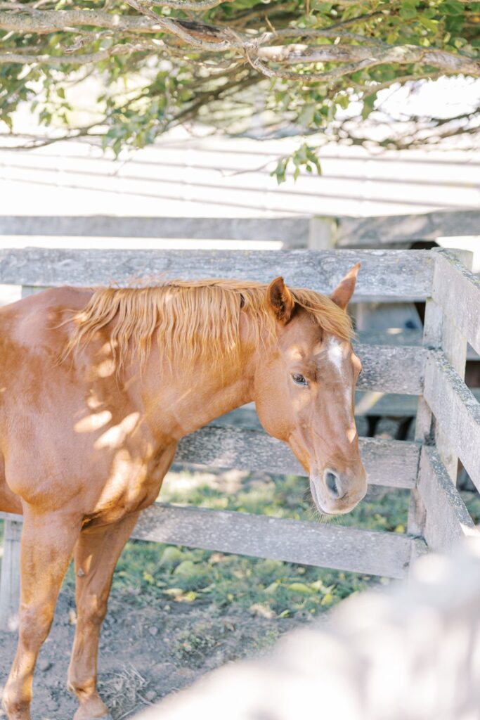 A chestnut horse stands in a wooden fenced enclosure, with dappled sunlight filtering through the leaves above.