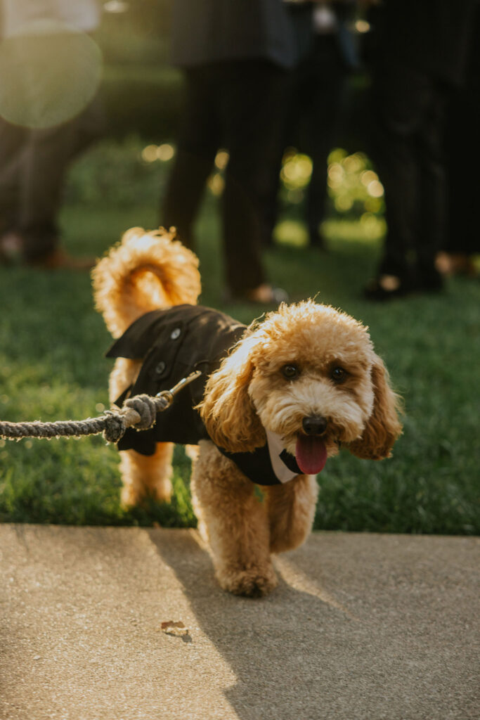 A small brown dog on a leash, wearing a black coat, stands on a sidewalk with grass in the background.