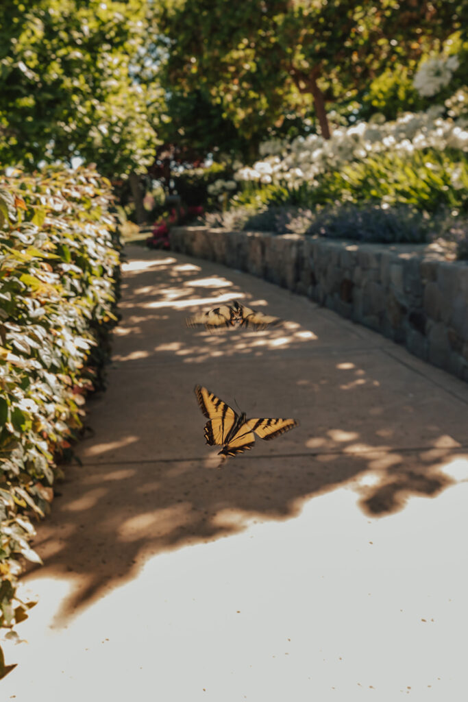 Two yellow and black butterflies flying over a sunlit pathway bordered by greenery and stone walls.
