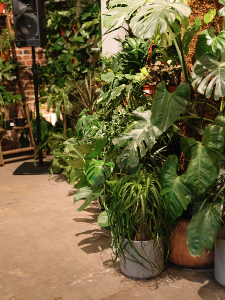 Indoor garden scene with various potted green plants, including large-leafed and leafy varieties, arranged on a concrete floor. A speaker and brick wall are visible in the background.