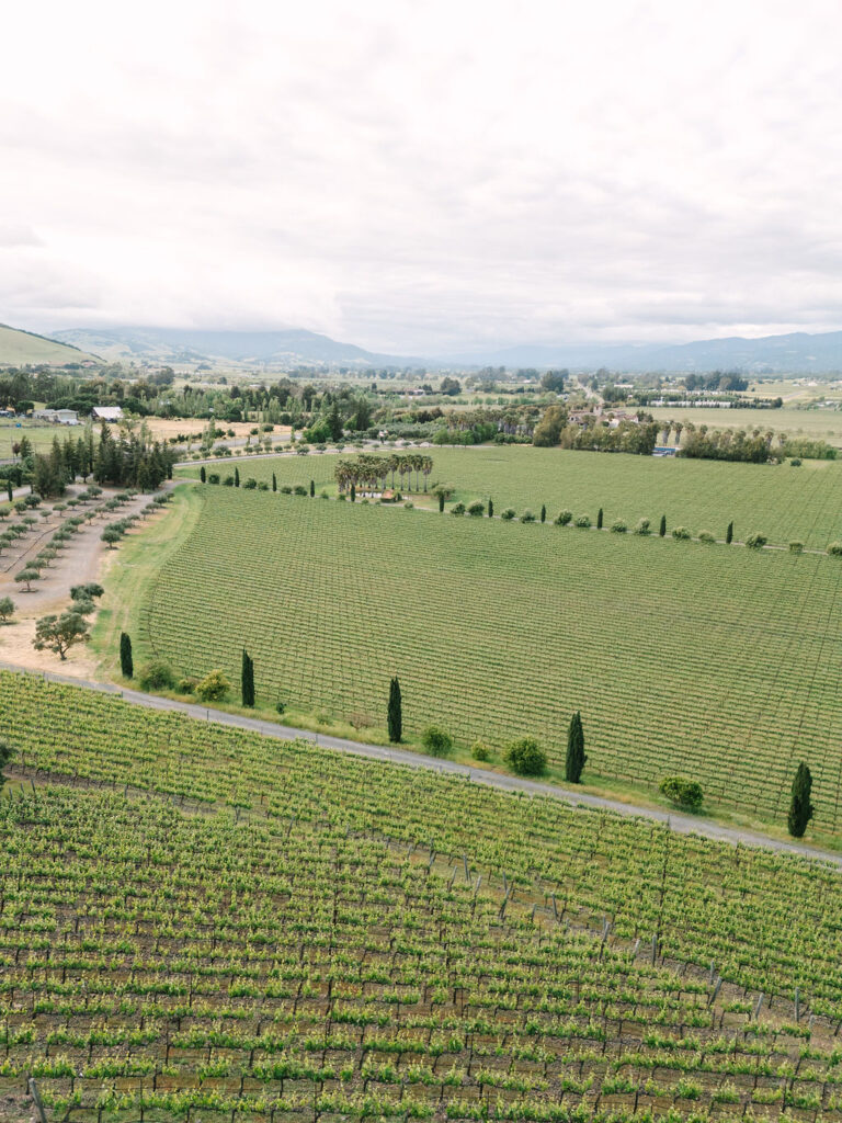 Aerial view of a vineyard with rows of grapevines, surrounded by trees and fields, under a cloudy sky.