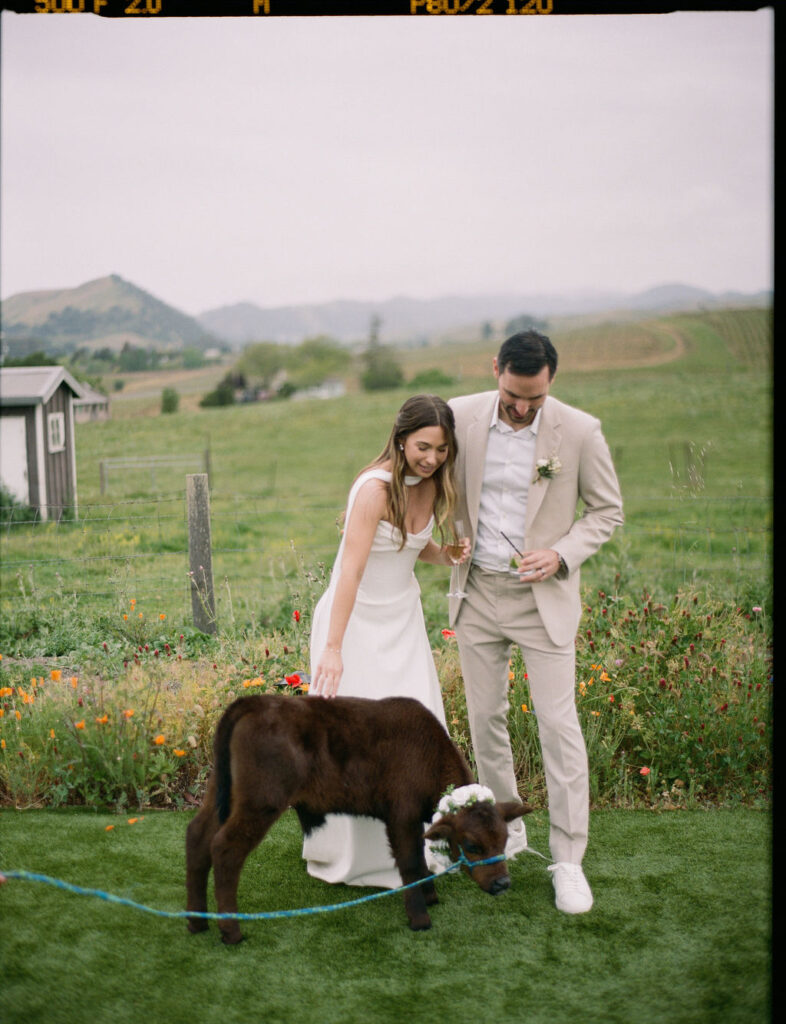 A bride and groom in wedding attire stand on grass, smiling at a small brown calf wearing a floral garland, with a rural landscape in the background.