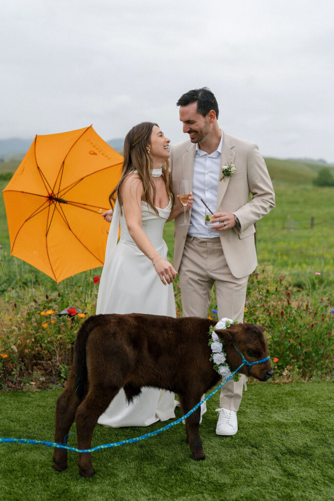A bride and groom stand together smiling, holding drinks, with a small brown calf on a leash and an orange umbrella in a grassy outdoor setting.