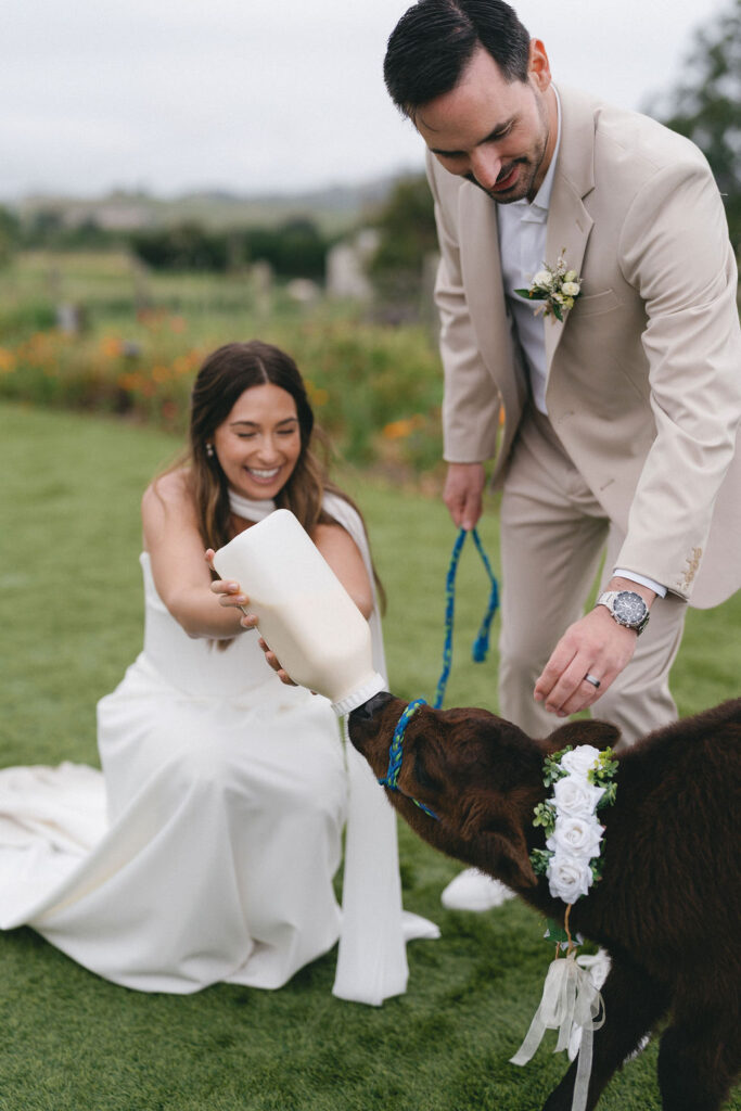 A bride and groom feed a calf with a bottle outdoors; the calf wears a floral garland and the groom holds its leash.